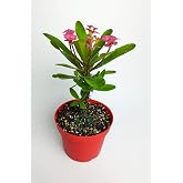 Pembe dikenler tacı b&uuml;y&uuml;k boy Euphorbia Mili nadir bulunan spiral dikenli 12 cm kırmızı saksıda