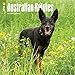 Produktbild Australian Kelpies 2018 Calendar