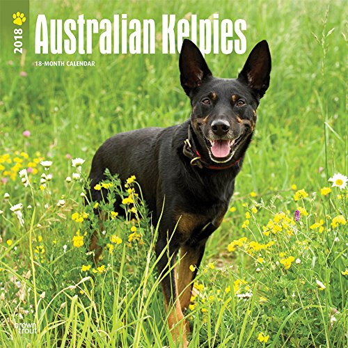 Preisvergleich Produktbild Australian Kelpies 2018 Calendar