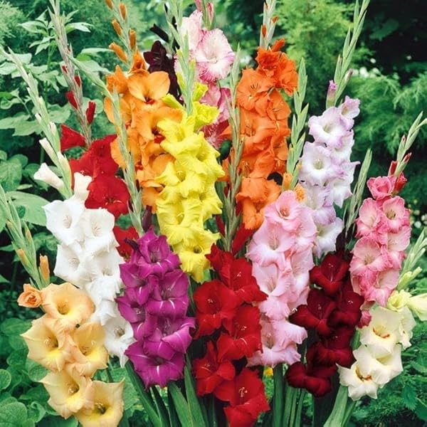Lupin |Multicolor Flower | F1 Hybrid |Pack of 20|By Plantogallery
