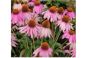EXOTIC PLANTS Echinacea purpurea - Echinacée pourpre - Rudbeckie pourpre - 20 graines