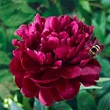 Pfingstrosen zwiebeln,Rhizome Pleasant Pretty Magical Plants,Bunt,Hochwertig,Pflanzenzwiebel,Magie,-Rot,3 Zwiebels