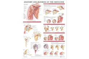 LIPPINCOTT WILLIAMS & WILKINS Anatomy And Injuries Of The Shoulder Chart