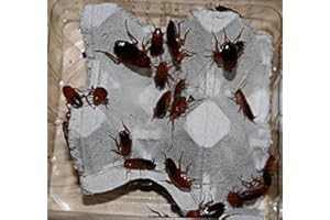 FEEDERS & MORE 30 mittlere Schokoschaben, Schaben in 1 Dose praktisch verpackt, Futterinsekten Futtertiere