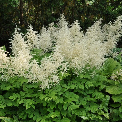 lichtnelke - Wald-Geißbart (Aruncus dioicus 'sylvestris')