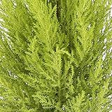 Cupresus Gold Crest - Maceta 14cm. - Altura aprox. 45cm. - Planta viva - (Envíos sólo a Península)