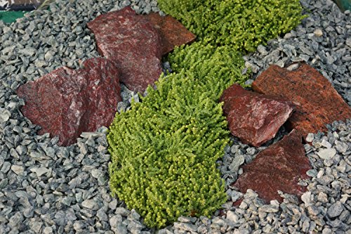 Mauerpfeffer (Sedum acre) gelb - 2