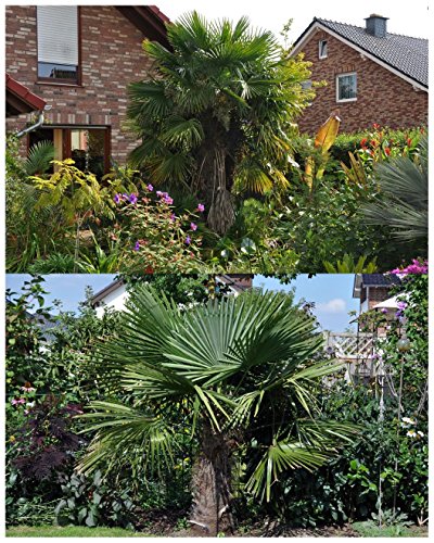 Hanfpalme Trachycarpus fortunei – Hanf Palmen Samen 10 Stück / Pack – Palmensamen – Winterhart bis -17 °C die frosthärteste Palmen weltweit - 2