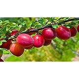 Aiden Gardens Dwarf Rare Hybrid ALOO BUKHARA Plum Tropical Fruit Plant Live - 1 Healthy Layering Live Plant