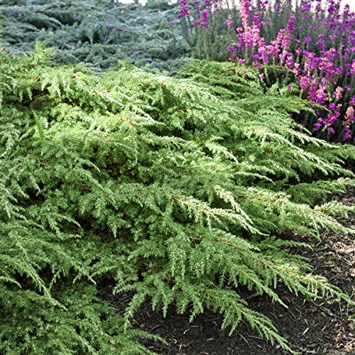 Teppichwacholder Green Carpet, Juniperus communis, 20-30, C2, 1 Pflanze - 2