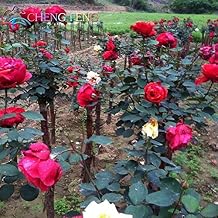 Rosenpflanzen Garten Suchergebnis Auf Amazon De Fur