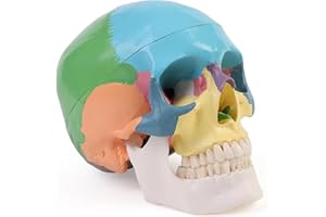 ERWEY Anatomiczna dydaktyka czaszka kolorowa czaszka szkielet model do lekcji anatomii ，Kolorowy