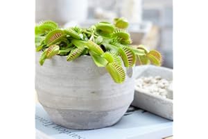 GARDENERSDREAM Dionée Attrape-Mouche Venus Plante d'intérieur carnivore Pot 9 cm