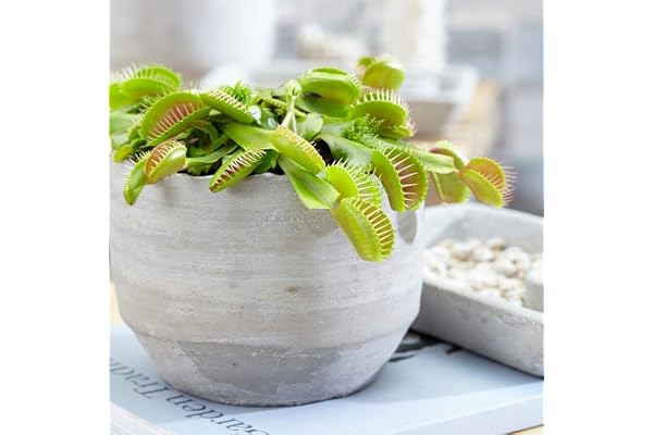 Dionée Attrape-Mouche Venus Plante d'intérieur carnivore Pot 9 cm