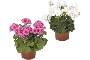 DECOALIVE Plantas con Flor para Terraza o Jardín Pack de 2 Geranios Flores de Colores