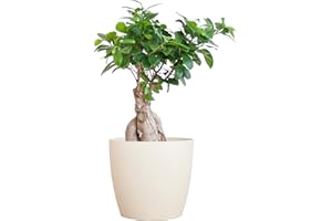 Bonsaï BloomPost - Ficus Ginseng - Pot en Fibre Blanc 25-35 cm + - Plante d'Intérieur - Plante d'Intérieur Nécessitant Peu d'entretien - Plantes de Bureau Faciles à Cultiver - Parfait pour un Air Pur
