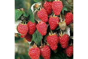 AMAZONSEEEDS LAMPONE ROSSO UNIFERO PIANTE DUE ANNI VASO 1 LITRO,40-50 CM, GUSTO DOLCE