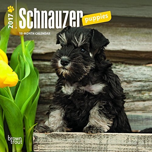 Schnauzer Puppies 2017 Mini 7x7 by BrownTrout (2016-06-25) Schnauzer Puppies 2017 Mini 7x7 by BrownTrout (2016-06-25)
