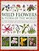 Produktbild Complete Illustrated Encyclopedia of Wild Flowers & Flora of the World: An Expert Reference and Identification Guide to Over 1730 Wild Flowers and ... Beautiful Watercolours, Maps and Photographs