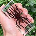 TROONZ Large Insect in Resin Specimen Real Bugs Collection Specimen Set for Kids Scientific Educational and Desktop Decoration, 4.33×1.77×1.1 Inches (Color : Bird eating spider)