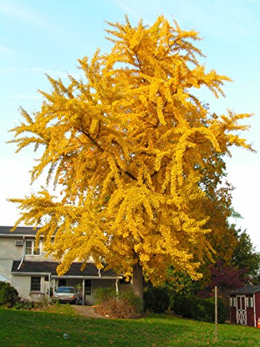 Ginkgo Baum – Ginkgo biloba – Älteste Baumart der Welt – verschiedene Größen (120-130cm – 5 Ltr.) - 2
