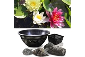 Waterlily Tricolour + Pond Basket + Black and Gold Bowl Kit - Compact Waterlilies for Small Ponds - Easy Planting - Calming Garden Water Feature by Thompson & Morgan
