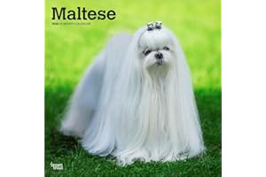 Maltese – Malteser 2026 – 16-Monatskalender: Original BrownTrout-Kalender [Mehrsprachig] [Kalender] (Wall-Kalender)