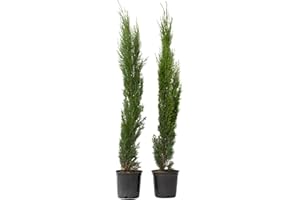 Plant in a Box - Cyprès de Toscane - Set de 2 - Cupressus sempervirens - Pot 19cm - Hauteur 70-80cm