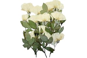 DoraMagic 12Pcs Nauture Dried Pressed Flowers , Real Dried Pressed Rose for Resin Scrapbook Supplies Card DIY Art Crafts (White)