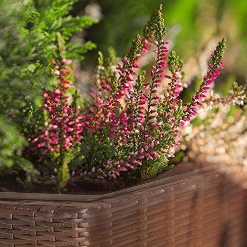 Blumfeldt Primaflor Hydro Pflanzkübel Blumenkasten (37 x 76 x 37 cm, Rattanoptik, integriertes Bewässerungssystem, Wasserstandsanzeiger, 1,5 kg Drainage-Granulat) schwarz - 3