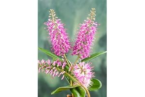 GENERIC [x1] Hebe Wiri Dawn | Hardy Evergreen Garden Shrubs | Colourful Lilac-Pink Flowers | P9