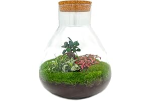 URBANJNGL Terrario de Plantas • Sam XL Bonsai • Planta de ecosistema • ↑35 cm • Jardín de Botellas • Paquete de Bricolaje - Conjunto de terrario Completo