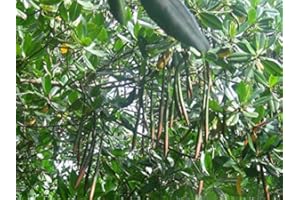 GREEN FUTURE PFLANZENHANDEL Rote Mangrove Rhizophora mangle Pflanze 25-30cm Mangrovenbaum Rarität