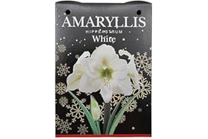 BOTANICAL BLISS Amaryllis Hippeastrum Gift Set with Pot and Compost – Cultivated for UK Climate Conditions – Includes Plastic Pot and Potting Soil (1 x White)