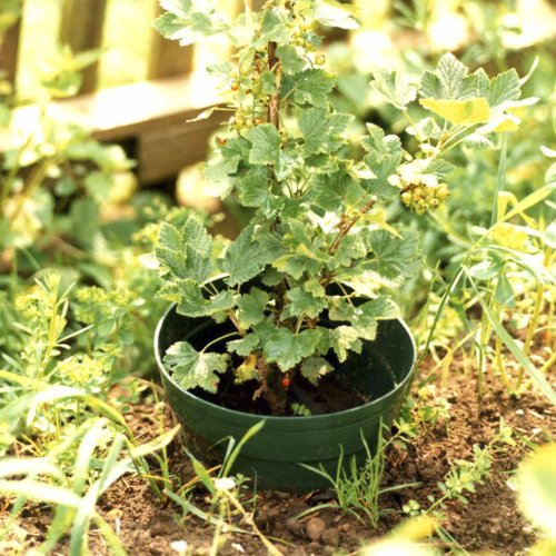 AQUARING 10-er Set, Ø 20 cm grün - 4