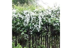 GARDENERSDREAM 1 x Clematis White Coloured Large Flowering Climbing Plant Hardy in Pot
