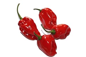 PAGANO DOMENICO E FIGLI SEMENTI DAL 1954 PEPERONCINO HABANERO ROSSO NR.25 SEMI