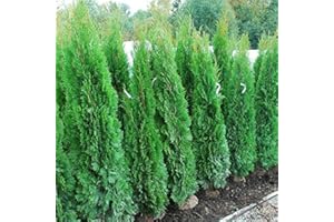 Tuia smeraldo "Thuja occidentalis Smaragd" pianta da siepe sempreverde in vaso ø20 cm h. 70/80 cm Vivaio di Castelletto