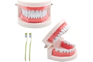 ANBOO Modelo de dientes de 2 piezas con 2 cepillos de dientes, modelo de dientes para niños, modelo de cuidado dental de PVC para la enseñanza de niños, para la formación de cepillos de dientes de niños en