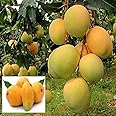 Alphonso mango plant hybrid all seasons (Plant Height 2-3 Feet) Pack of 1 Live plant