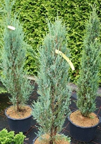 Baumschule Anding Blauer Raketenwacholder – Juniperus scopulorum – Blue Arrow - 3