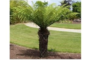 Thyrsopteris elegans - Fougère arborescente - 10 graines