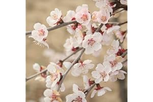 YOUGARDEN You Garden - 2 x Ornamental Prunus incisa 'Kojo-no-Mai' Fuji Cherry Tree in a 9cm Pot - Established Garden Ready Plants for Gardens