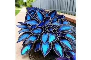 Skuggälskande Hosta Rhizomer/Perenn/Fantastisk lövverk mix för plantering nu Storbritannien/utomhusdisplay/krukväxtvisning