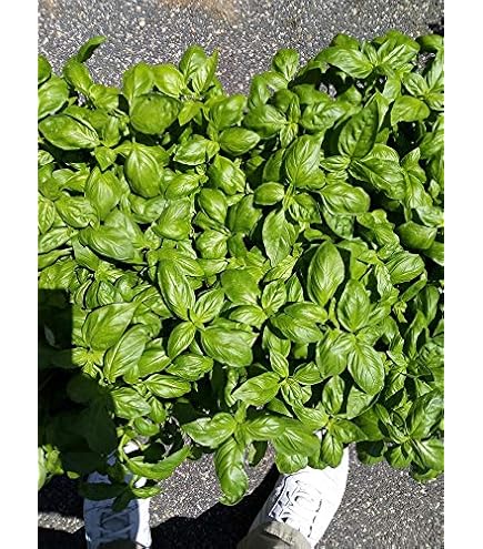 Semi Di Basilico All'Aroma Di Cannella | 50 Semi Per Coltivazione