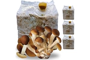 acquaverde | 3 Kit Coltivazione Funghi Pioppini, Agrocybe aegerita, Micelio selezionato di Prima Scelta, Facile Coltivazione, Ballette da 3 Kg