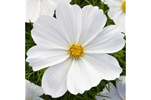 Welldales 50 Pure Giant White Cosmos Seeds to Grow Annual Flowers Bipinnatus Garden & Pots