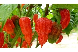 Carolina Reapers - 10 Chilli Seeds by CHILLIESontheWEB Pick and Mix Get 4 Packs for Price of 3