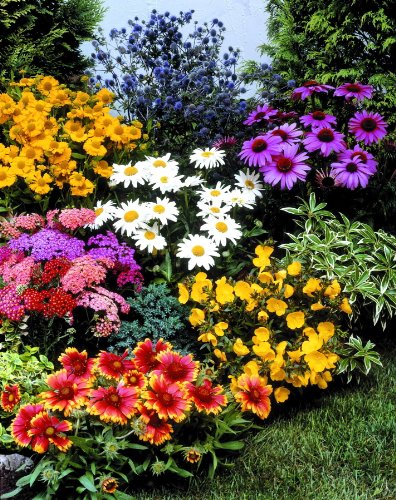 Stauden-Sortiment "Leuchtendes Feuer". 24 Stauden in 6 versch. Sorten mit je 4 Stauden