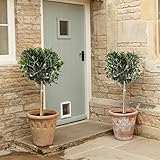 Pair of Hardy Standard Olive Tree (Set of 2) 1 tall (Garden &amp; Outdoors)